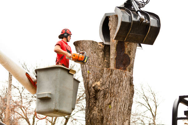 Best Firewood Processing and Delivery  in Lakeside, MT